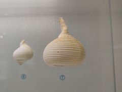 -青岛贝壳博物馆