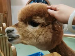 -藦茜花园宠物主题亲子互动体验馆(国顺东路店)