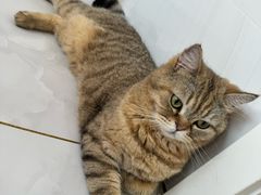 -中农大我爱我爱动物医院·核磁CT·猫病·24小时夜诊中心(石佛营店)