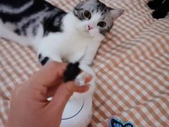-糯米喵星人总部直营旗舰店·猫舍·幼猫出售