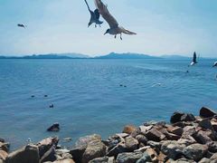 -深圳湾公园(南山区)