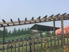 -太阳部落