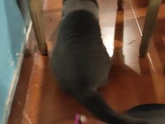 -猫小院猫主题咖啡厅(北锣店)