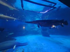 -烟台海昌鲸鲨海洋公园