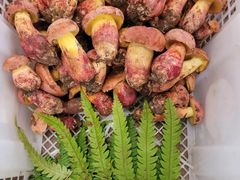 -菌之家·专业纯野生菌火锅·特色炒菌