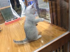 -龟与熊猫宠物公园(南坪店)
