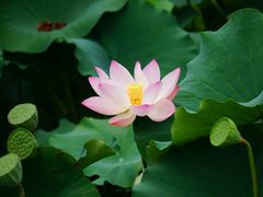 -鹅湖玫瑰文化园