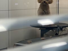 -帕帕拉兹宠物(亚洲旗舰店)