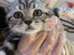 -lincat·猫舍(广州店)
