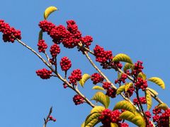 -五洲牛肉美食馆