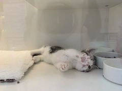 -小猫来了·猫舍(红山六九七九店)