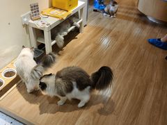 -滚猫咖啡·猫咖·猫友好撸猫(未来城店)