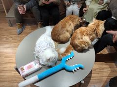 -MOCHA明星猫咖(田子坊店)