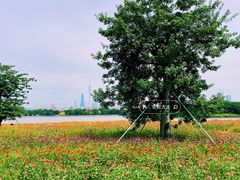 -海珠湖公园