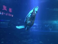 -太平洋海底世界