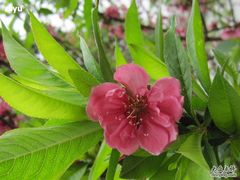 -南国桃园旅游度假区