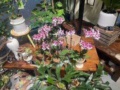 -弗劳尔花艺坊(龙涛店)