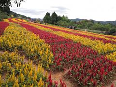 -中国香山·寿香谷