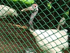 -合肥野生动物园