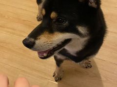-柴の食堂·日式家庭料理·熊之肆(大学路店)