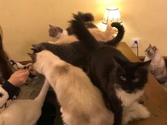 -猫色咖啡·猫咖