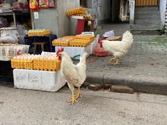 -家阳赵师傅油饼包烧麦(粮道街店)
