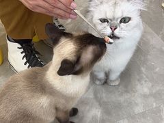 -猫力发电所·宠物专门店