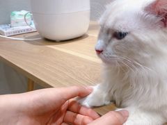 -藏猫猫咖啡主题馆(中央大道店)