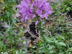 -广州市流溪河国家森林公园