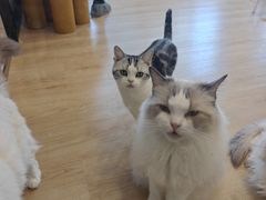 -有喵·猫咖·狗咖·30几只猫10只小狗(岗厦店)