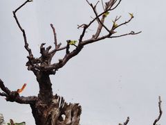 -无锡梅园公园