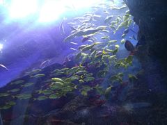 -芜湖新华联大白鲸海洋公园