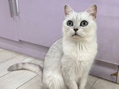 -喵的天空名猫咖啡馆·撸猫·猫舍·用品