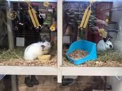 -香港宠物街