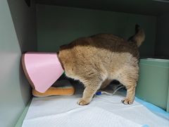-半岛宠物医院24小时(西派城店)