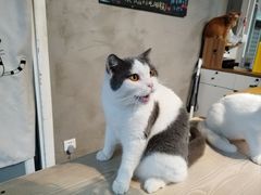 -Heymao猫咖.咖啡厅(东门店)