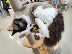 -共舞时光猫咖·狗咖(新街口店)