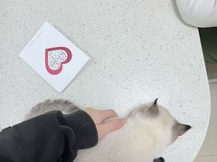 -瑞鹏宠物医院·夜间急症·心超·猫科(祖庙分店)