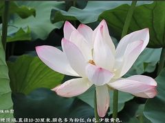 -洛阳市隋唐城遗址植物园