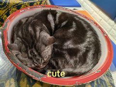 -平行世界·猫咖(首经贸店)