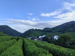 -龙井村