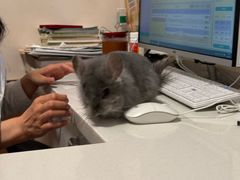 -瑞派·关忠动物医院·异宠专科·犬猫肿瘤·皮肤专科(望京店)