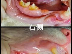 -纳吉亚猫专科动物诊疗中心(蒋宅口分院)