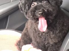 -Oh My Dog宠物沙龙(伊珊娜皮毛护理店)