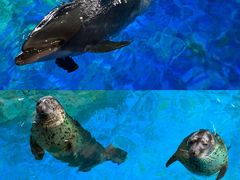 -海合安武汉极地海洋公园