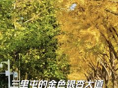 -三里屯东五街银杏大道