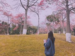 -东部华侨城