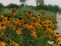 -海上花岛玫瑰园采摘