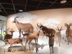 -陕西自然博物馆