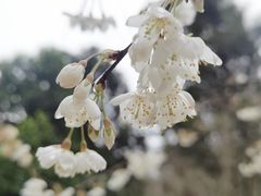 -龙头寺公园